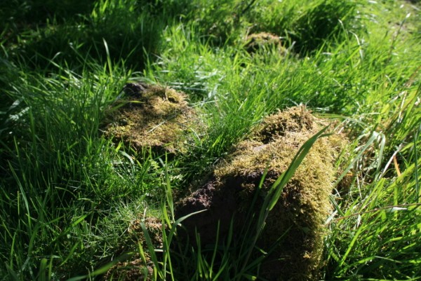 Moos im Rasen entfernen – Tipps und Tricks der Umwelt zuliebe moos aus dem garten entfernen