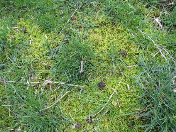 Moos im Rasen entfernen – Tipps und Tricks der Umwelt zuliebe moos im garten flecken