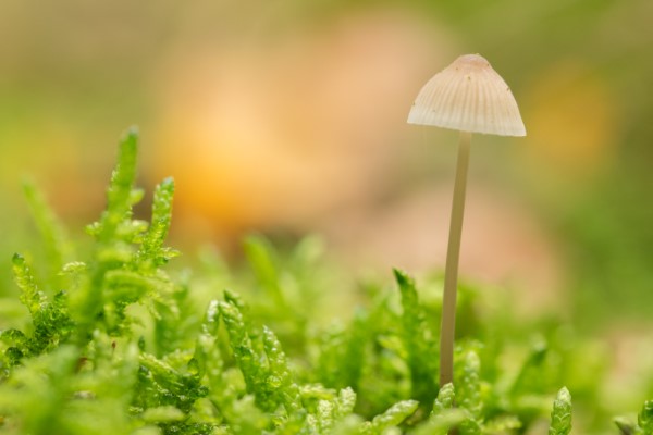 Moos im Rasen entfernen – Tipps und Tricks der Umwelt zuliebe moos mit pilz garten pflege