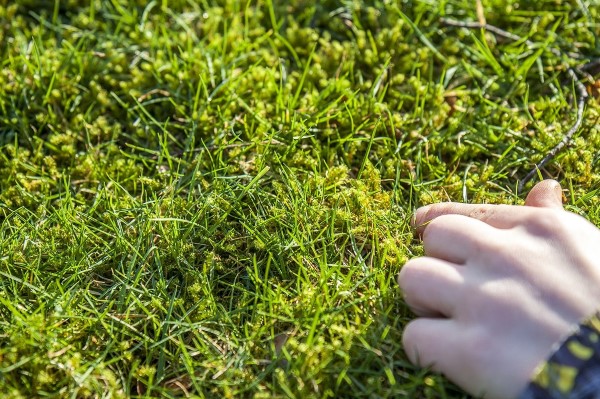 Moos im Rasen entfernen – Tipps und Tricks der Umwelt zuliebe rasen vom moos befreien