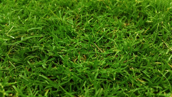 Moos im Rasen entfernen – Tipps und Tricks der Umwelt zuliebe richtige grassorten fuer schatten
