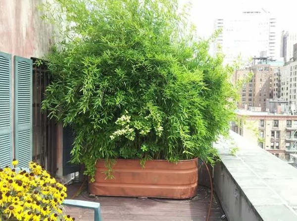 Paravent Outdoor ideen garten balkonideen dekoideen sichtschutzpflanzen fuer kuebel