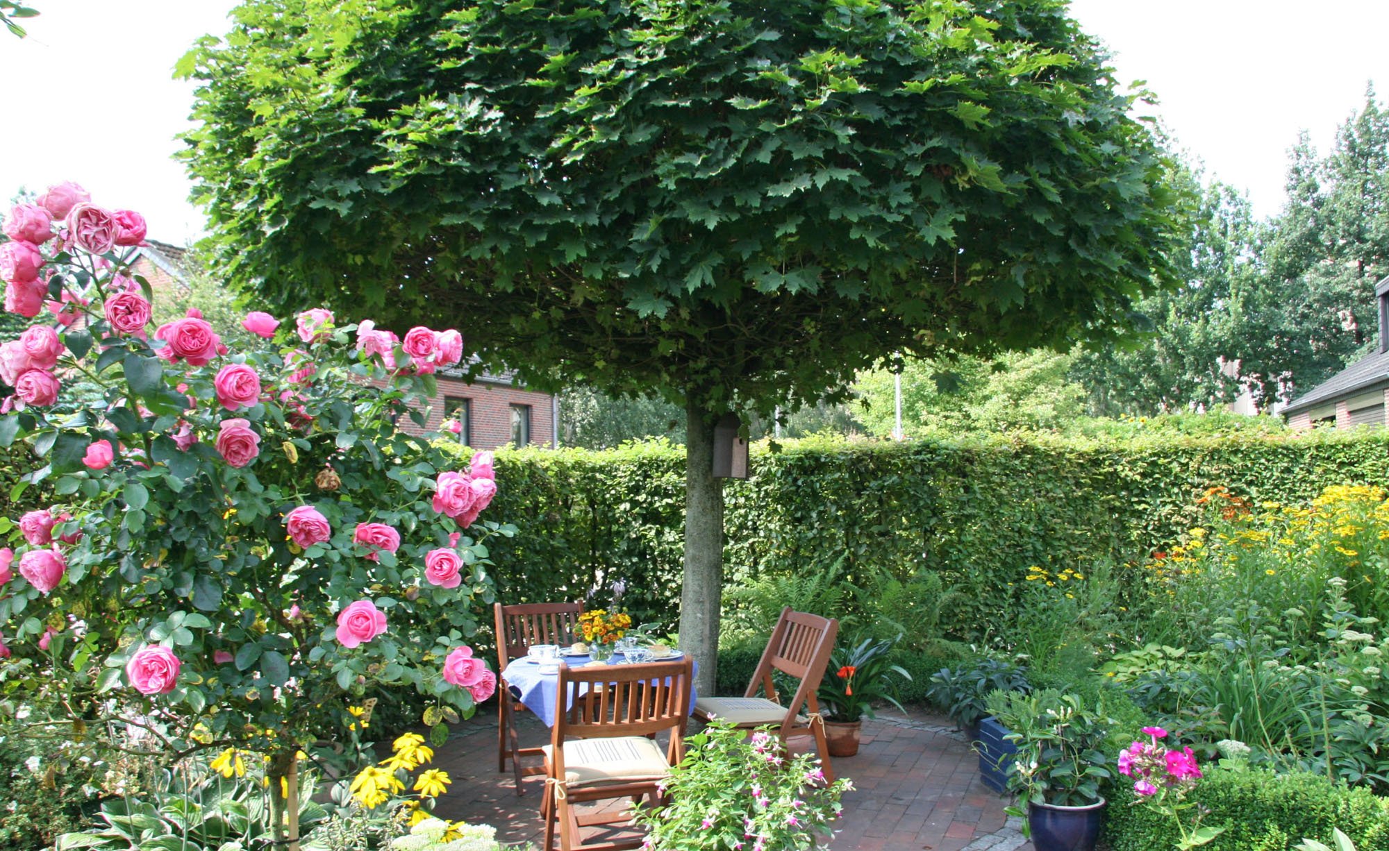 Kleine Baume Fur Schatten