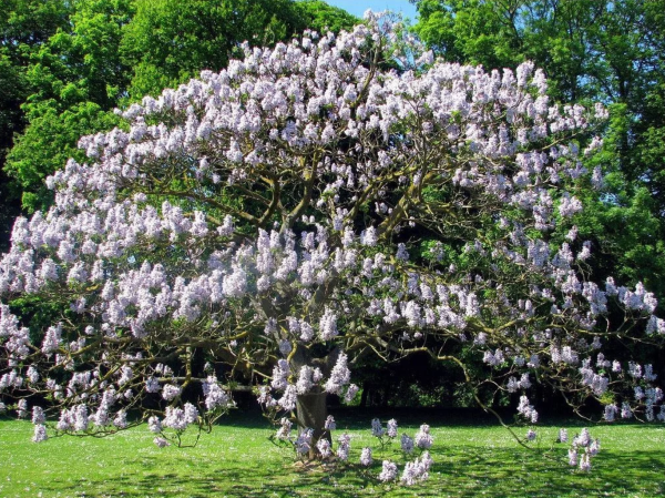 Schnellwachsende Baeume fuer den Garten – Zierbaeume fuer Schatten blauglockenbaum paulownia tomentosa baum im garten ausgewachsen