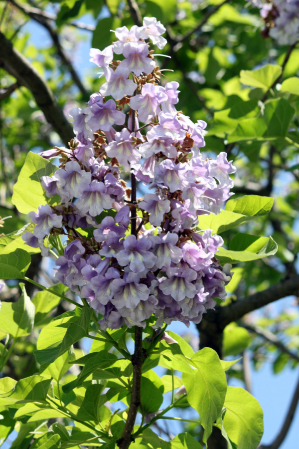 Schnellwachsende Baeume fuer den Garten – Zierbaeume fuer Schatten blauglockenbaum paulownia tomentosa blumen baum lila