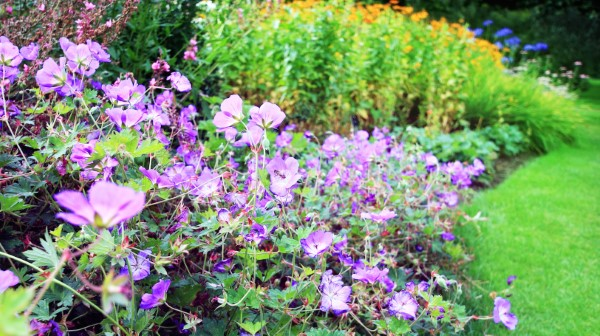 Schnellwachsende Bodendecker fuer einen immergruenen Garten geranium elegante zierpflanzen