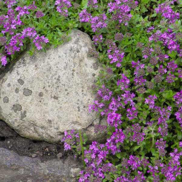 Schnellwachsende Bodendecker fuer einen immergruenen Garten sand thymian thymus steingarten