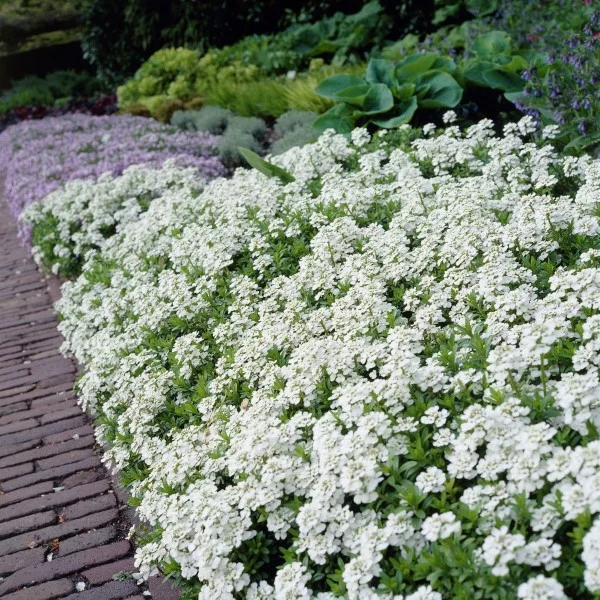 Schnellwachsende Bodendecker Schleifenblume in Weiss 