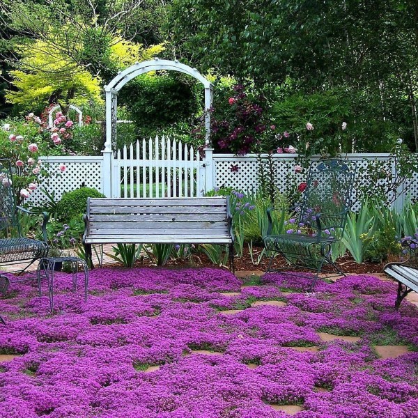 Schnellwachsende Bodendecker fuer einen immergruenen Garten thymian lila chic elegant