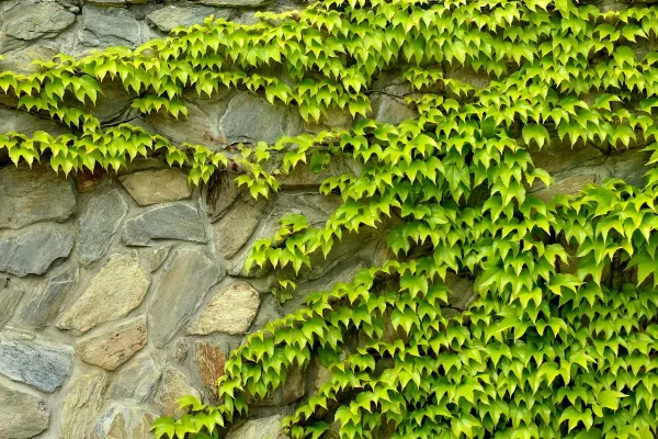 Schnellwachsende Kletterpflanze fuer Pergolas, Sichtschutz und mehr jungfernrebe sommer gruen wand stein