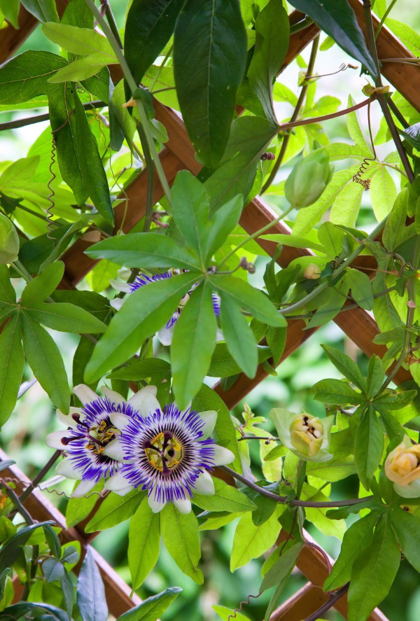 Schnellwachsende Kletterpflanze fuer Pergolas, Sichtschutz und mehr passionsblume winterhart lila weiss