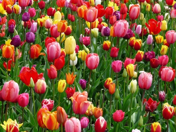Sind Tulpen giftig fuer Katzen Pfoten weg von diesen Fruehlingsblueten fruehlingsblumen wiese tulpen