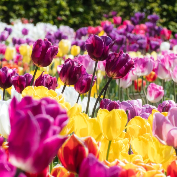 Sind Tulpen giftig fuer Katzen Pfoten weg von diesen Fruehlingsblueten giftige tulpen liliengewaechse