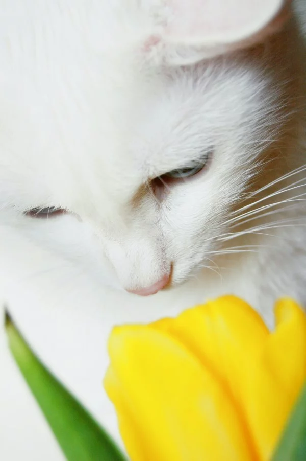 Sind Tulpen giftig fuer Katzen Pfoten weg von diesen Fruehlingsblueten katze tulpe risiko nicht unterschaetzen