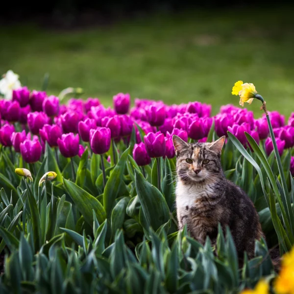 Sind Tulpen giftig fuer Katzen Pfoten weg von diesen Fruehlingsblueten lila tulpen garten katze