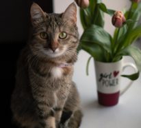 Sind Tulpen giftig für Katzen? Pfoten weg von diesen Frühlingsblüten!