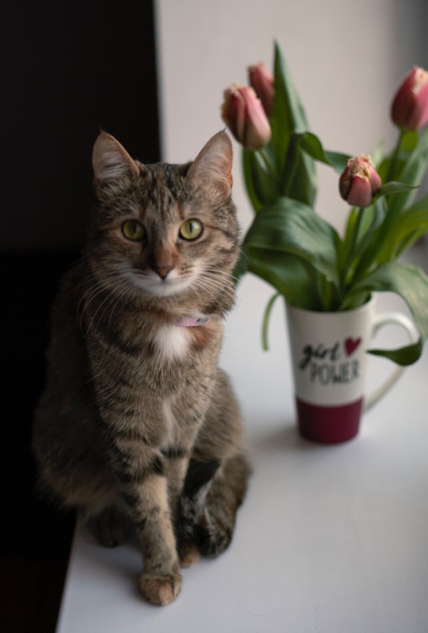 Sind Tulpen giftig fuer Katzen Pfoten weg von diesen Fruehlingsblueten tulpen katze vase gefahr