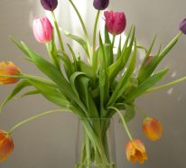 Sind Tulpen giftig für Katzen? Pfoten weg von diesen Frühlingsblüten!