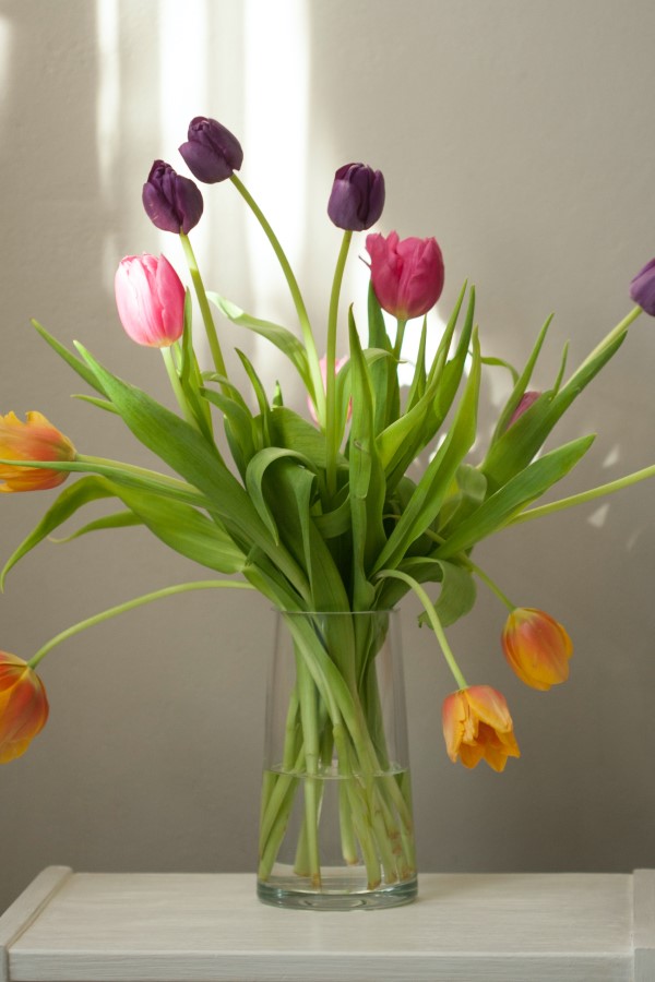 Sind Tulpen giftig fuer Katzen Pfoten weg von diesen Fruehlingsblueten tulpen vase deko gefahr