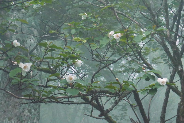 Sommer Magnolie – Pflegetipps und wissenswerte Fakten ueber die Adelspflanze baum japan symbolik