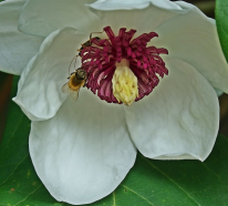 Sommer Magnolie – Pflegetipps und wissenswerte Fakten über die Adelspflanze