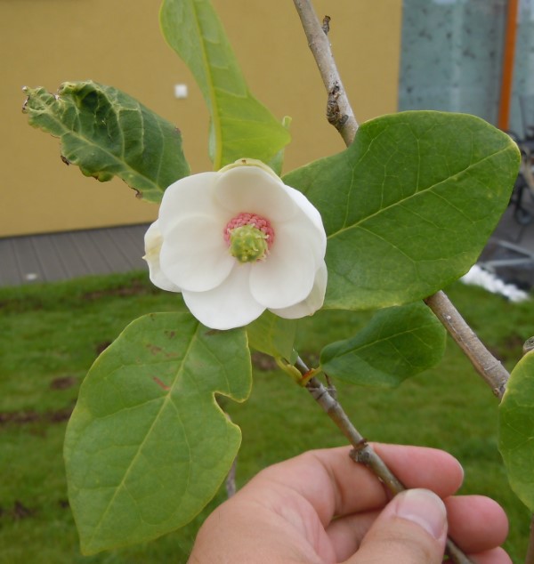 Sommer Magnolie – Pflegetipps und wissenswerte Fakten ueber die Adelspflanze kleine blume hand weiss