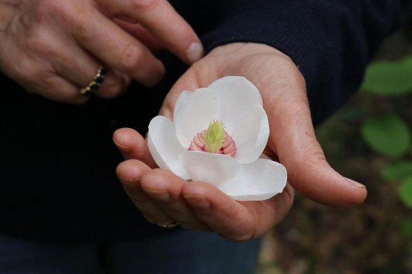 Sommer Magnolie – Pflegetipps und wissenswerte Fakten ueber die Adelspflanze kleine blume weiss