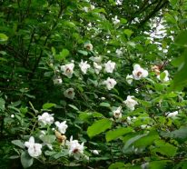 Sommer Magnolie – Pflegetipps und wissenswerte Fakten über die Adelspflanze