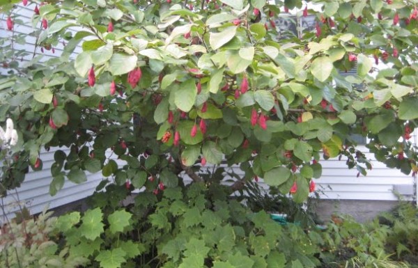 Sommer Magnolie – Pflegetipps und wissenswerte Fakten ueber die Adelspflanze strauch frucht herbst