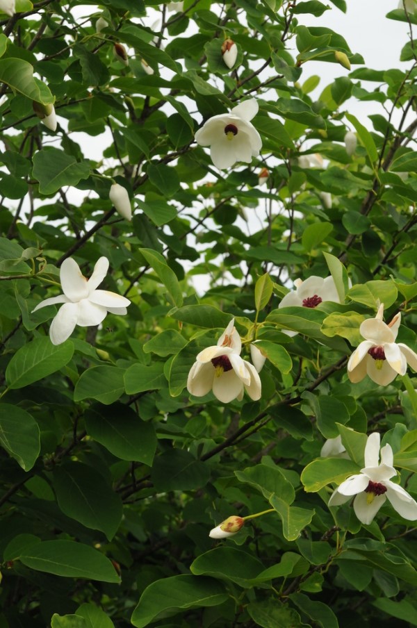 Sommer Magnolie – Pflegetipps und wissenswerte Fakten ueber die Adelspflanze strauch weisse blumen klein