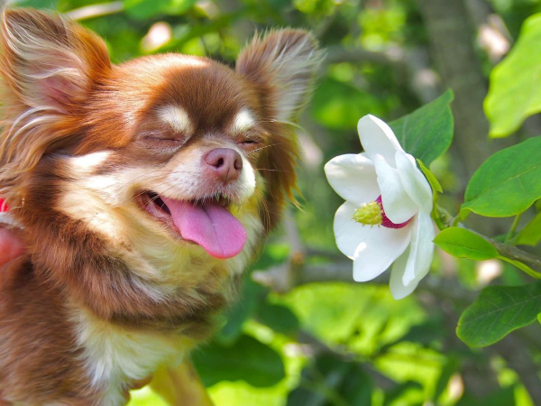 Sommer Magnolie – Pflegetipps und wissenswerte Fakten ueber die Adelspflanze ungiftig fuer katzen hunde