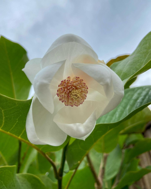 Sommer Magnolie – Pflegetipps und wissenswerte Fakten ueber die Adelspflanze weisse blume baum