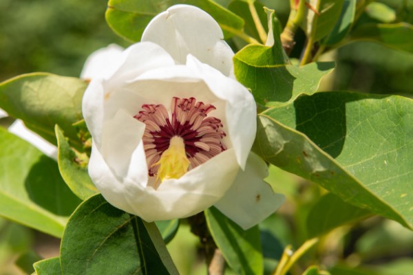 Sommer Magnolie – Pflegetipps und wissenswerte Fakten ueber die Adelspflanze zierbaum magnolia cremeweiss