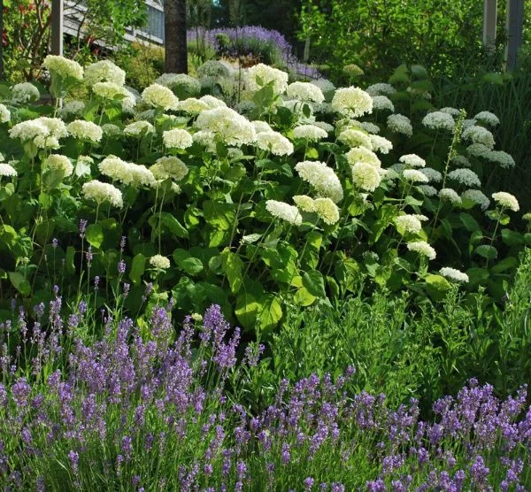 Vorgartengestaltung mit Lavendel und Hortensien