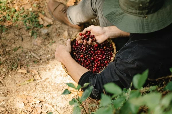 Welche Pflanzen moegen keinen Kaffeesatz rote Beeren
