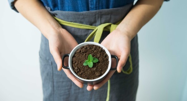 Welche Pflanzen moegen keinen Kaffeesatz Mythen und Fakten kaffee keimlinge jungpflanzen