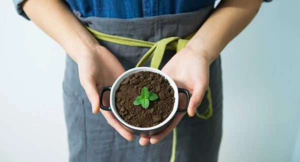 Welche Pflanzen moegen keinen Kaffeesatz wahrheiten 