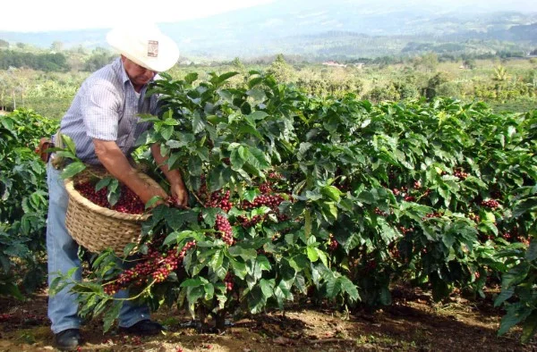  Kaffeepflanzen im Anbau 