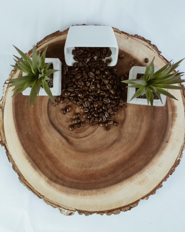 Welche Pflanzen moegen keinen Kaffeesatz Mythen und Fakten kaffee sukkulenten aloe