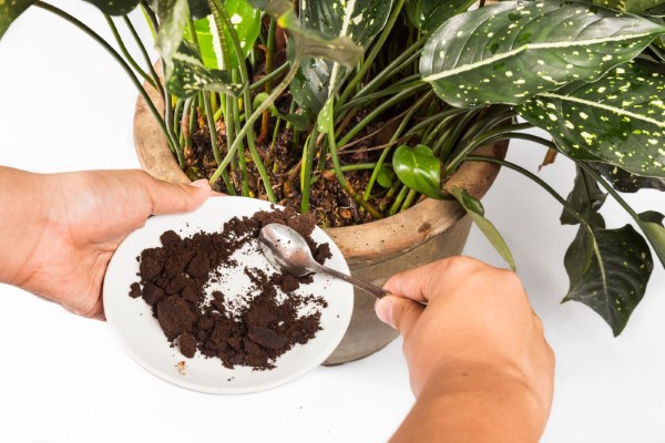 Welche Pflanzen moegen keinen Kaffeesatz Mythen und Fakten kaffee zimmerpflanzen ungesund