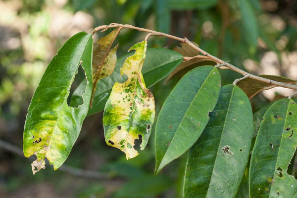 Welche Pflanzen moegen keinen Kaffeesatz Mythen und Fakten kranke pflanzen gelb