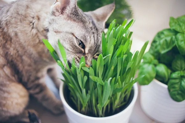 Welche Pflanzen sind fuer Katzen giftig Schuetzen Sie Ihre Familie und Haustiere katze frisst gras katzengras