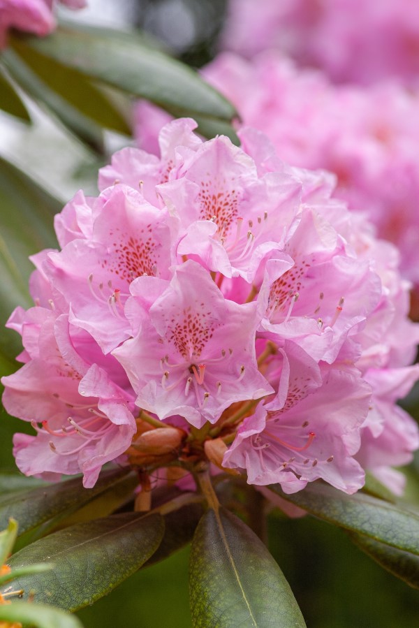 Welche Pflanzen sind fuer Katzen giftig Schuetzen Sie Ihre Familie und Haustiere rhododendron rosa elegant aber gefahr