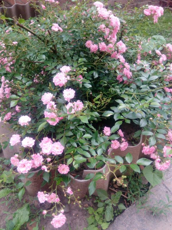 Wunderbare Rosen und Trends Gartengestaltung Tipps
