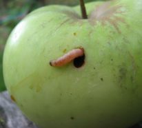 Apfelwickler bekämpfen- wann und was man dagegen tun kann