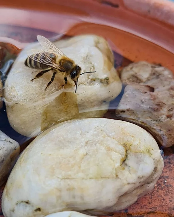 Bienentränke mit Steinen in einer Keramikschüssel 