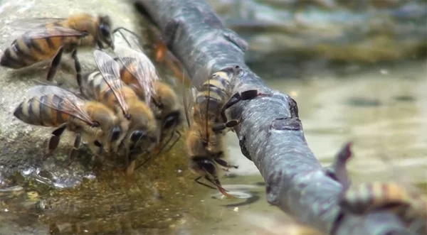 fünf Bienen trinken Wasser aus dem Teich 