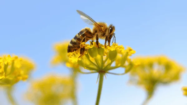 Biene auf Rapsblüte 
