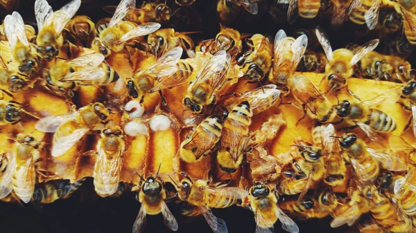 viele Bienen am Stock 