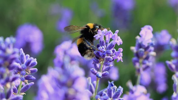 Lavendelblüten als bienenfreundliche Bodendecker 